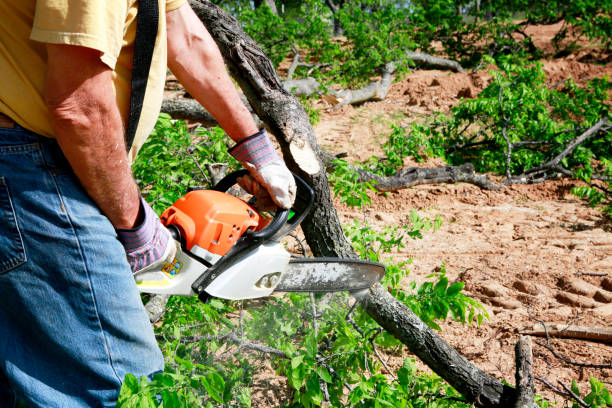 Reliable Kingstree, SC Tree Care Services Solutions